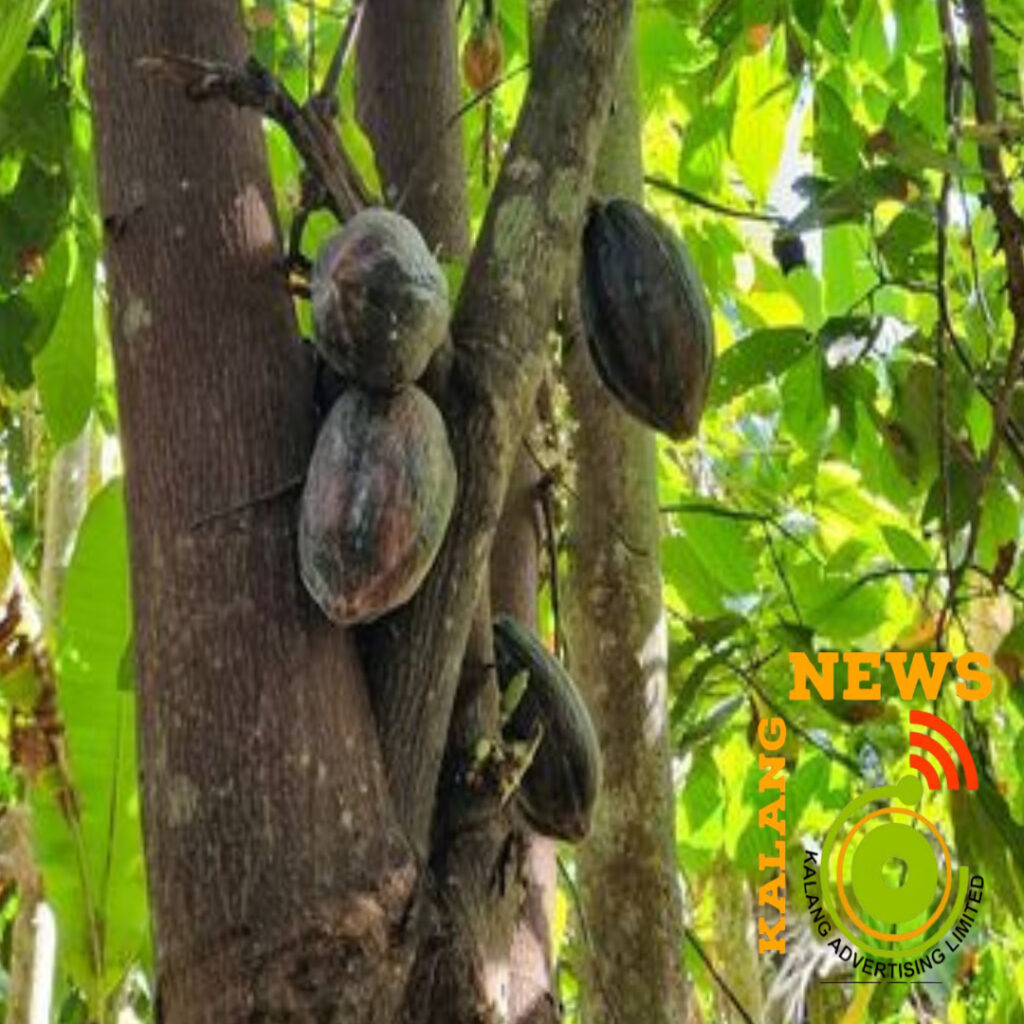 FIRST COCOA HARVESTED IN MOU