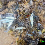 Web_Photo_Editor - 2026-02-25T172910.748